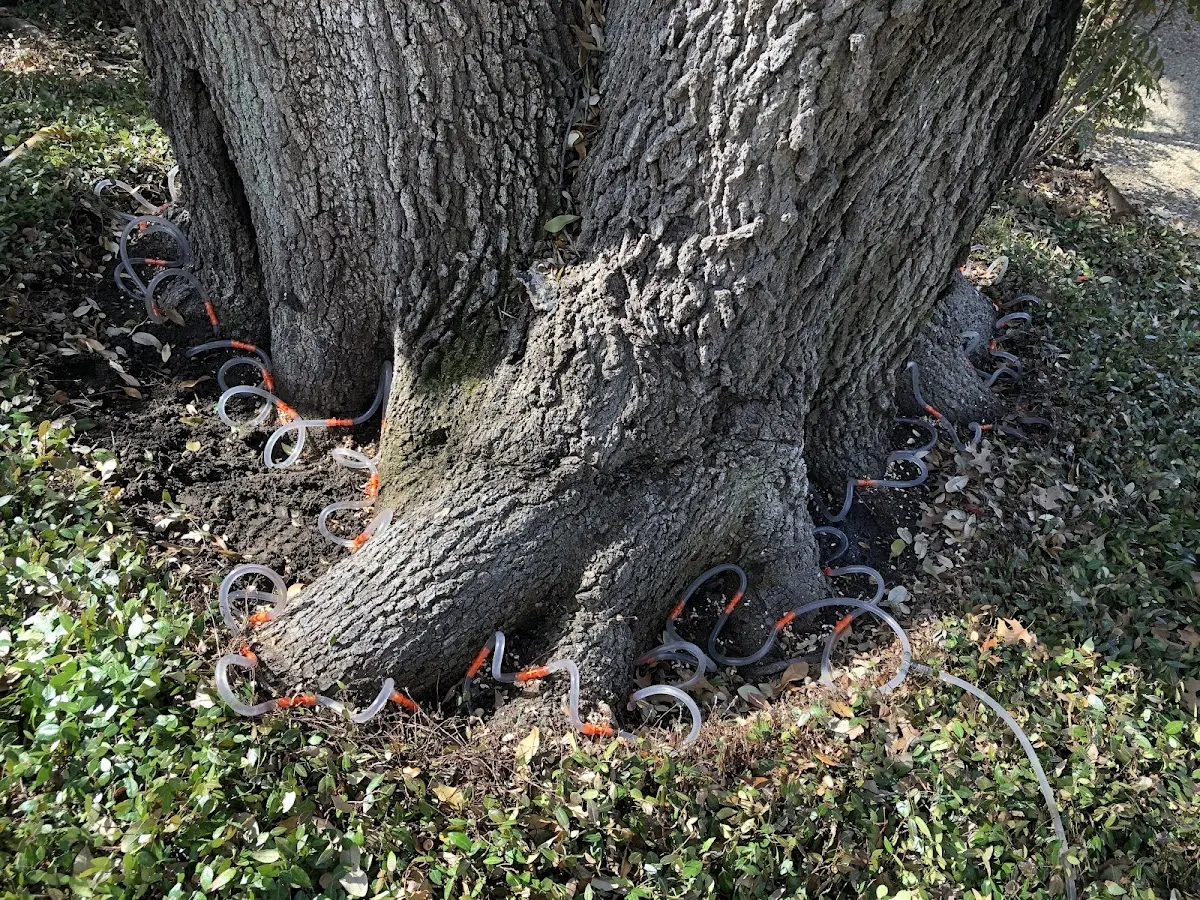 Detailed Tree Cabling and Bracing job site in East Sandwich