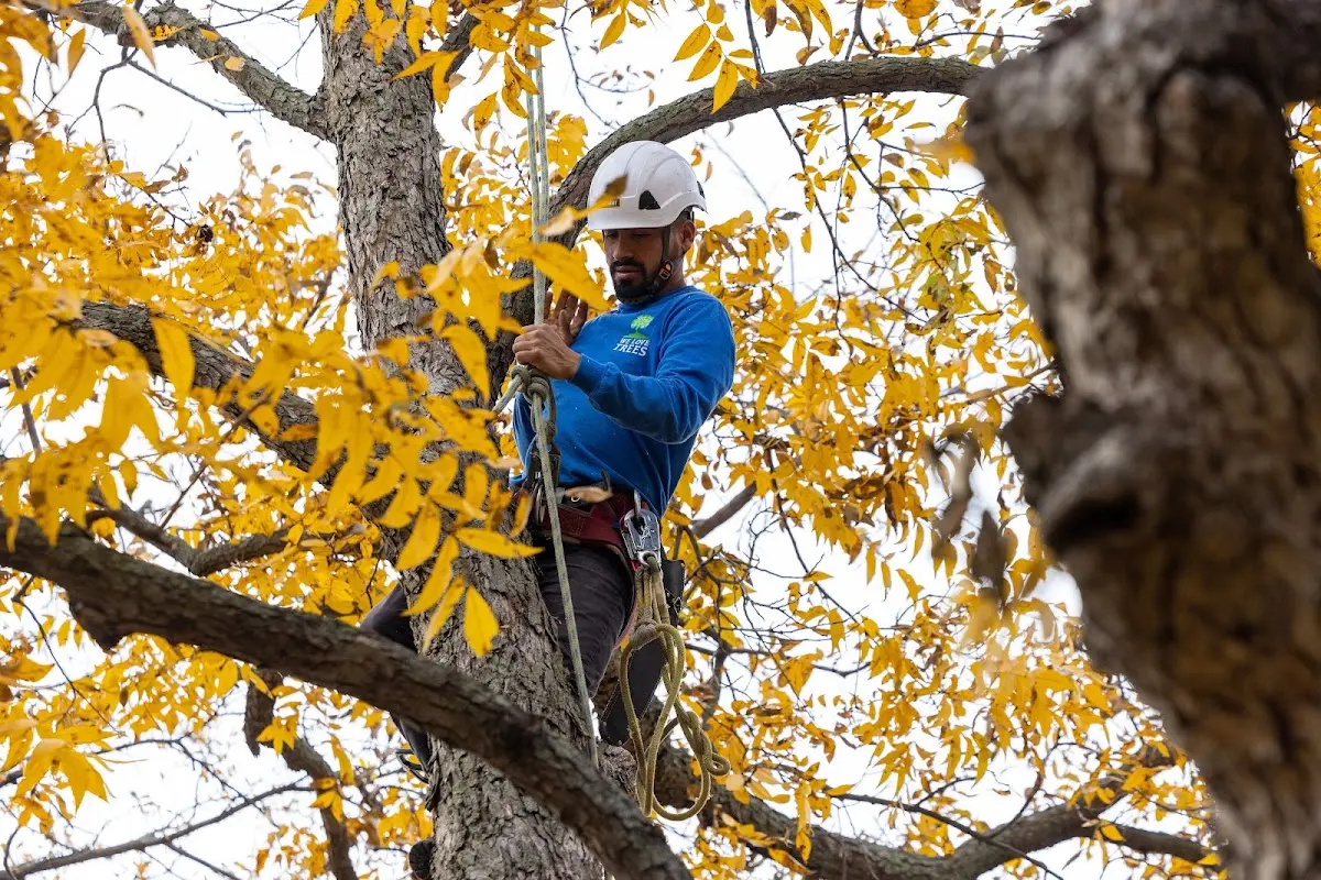 Skilled Tree Pruning crew working in East Sandwich
